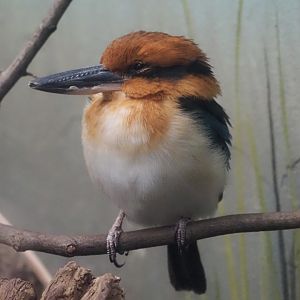 Guam Kingfisher