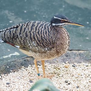 Sunbittern