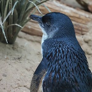 Little Blue Penguin