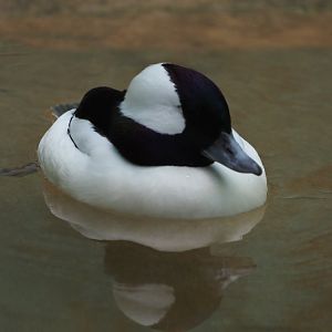 Bufflehead