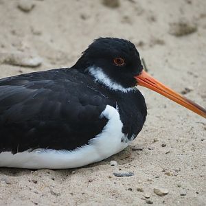 Eurasian Oystercatcher