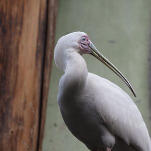 African Spoonbill