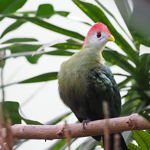 Red-Crested Turaco