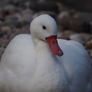 Coscoroba Swan