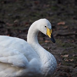 Whooper Swan
