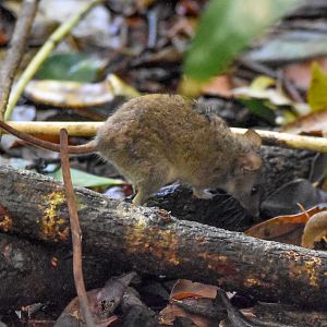 Subtropical Antechinus