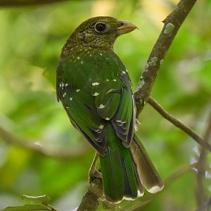 Green Catbird