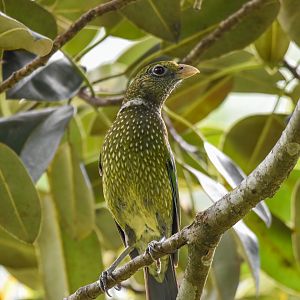 Green Catbird