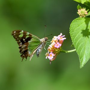 Macleay's Swallowtail