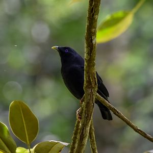 Satin Bowerbird
