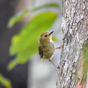 Large-billed Scrubwren