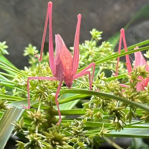 Oblong-winged Katydid