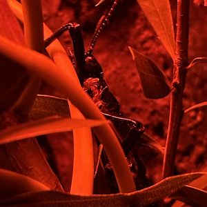 Lord Howe Island Stick Insect