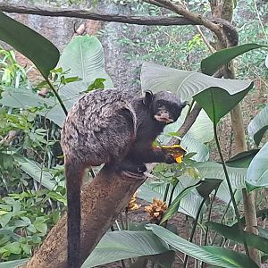 White-lipped Tamarin (Saguinus labiatus)
