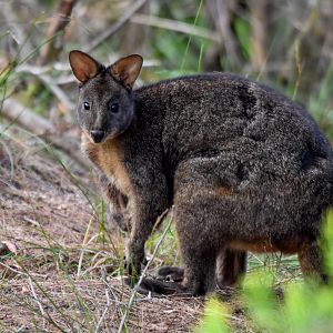 Red-bellied Pademelon
