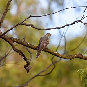 Pallid Cuckoo
