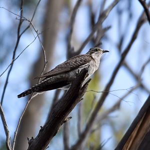 Pallid Cuckoo