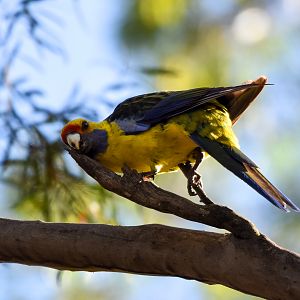 Green Rosella