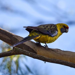 Green Rosella