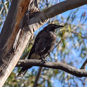 Clinking Currawong