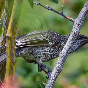 Tasmanian Little Wattlebird