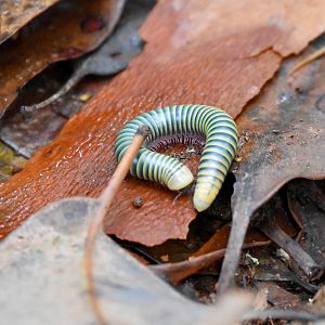 Rainforest Millipede
