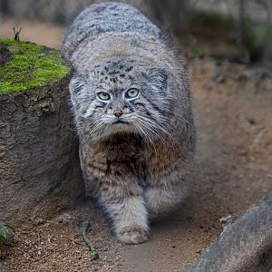 Pallas Cat/ Cotswold Wildlife Park / 5-4-23