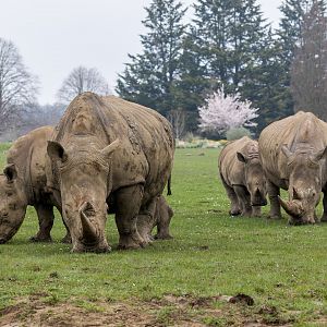 Southern White Rhinos/ Cotswold Wildlife Park / 5-4-23