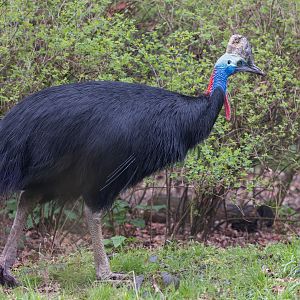 Two-wattled Cassowary / Southern Cassowary/ Cotswold Wildlife Park / 5-4-23