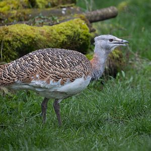 Great Bustard / Cotswold Wildlife Park / 5-4-23