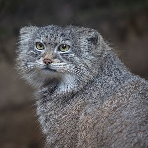 Pallas Cat / Cotswold Wildlife Park / 5-4-23