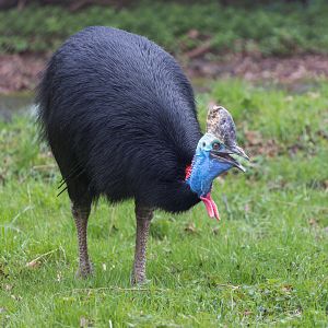 Two-wattled Cassowary / Southern Cassowary/ Cotswold Wildlife Park / 5-4-23