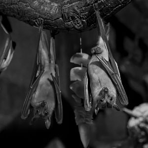 Egyptian Fruit Bat / Cotswold Wildlife Park / 5-4-23