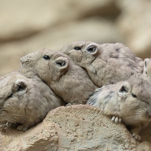 Gundi / Cotswold Wildlife Park / 5-4-23