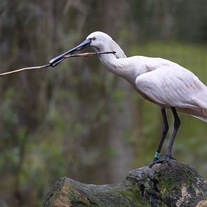 Eurasian Spoonbill / Cotswold Wildlife Park / 5-4-23