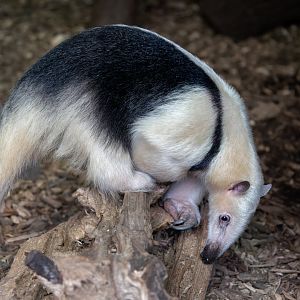 Southern Tamandua / Cotswold Wildlife Park / 5-4-23