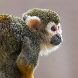 Squirrel Monkey / Cotswold Wildlife Park / 5-4-23