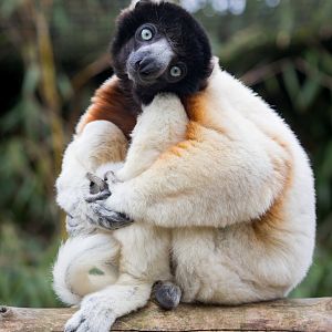 Crowned Sifaka / Cotswold Wildlife Park / 5-4-23