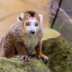 Crowned Lemur / Cotswold Wildlife Park / 5-4-23