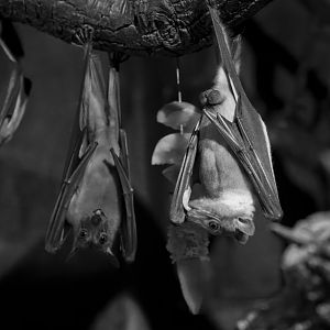 Egyptian Fruit Bat/ Cotswold Wildlife Park / 5-4-23