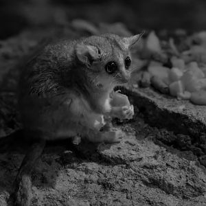 Grey Mouse Lemur/ Cotswold Wildlife Park / 5-4-23