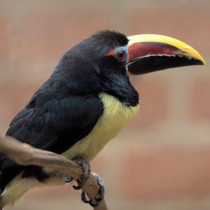 Green Aracari/ Cotswold Wildlife Park / 5-4-23