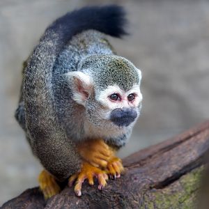 Squirrel Monkey/ Cotswold Wildlife Park / 5-4-23