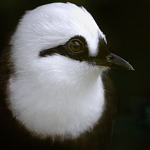 Sumatran Laughingthrush/ Cotswold Wildlife Park / 5-4-23