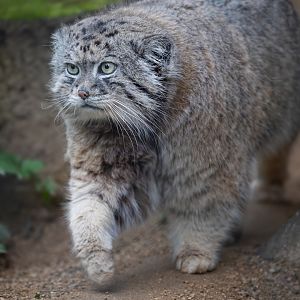 Pallas Cat / Cotswold Wildlife Park / 5-4-23