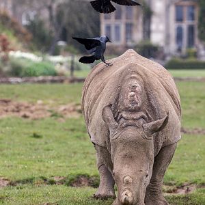 Southern White Rhino calf / Cotswold Wildlife Park / 5-4-23