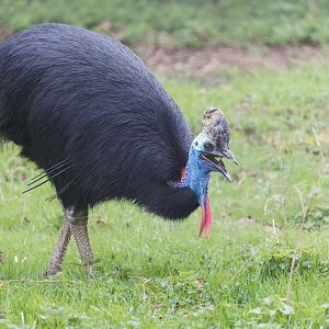 Two-wattled Cassowary / Southern Cassowary / Cotswold Wildlife Park / 5-4-23