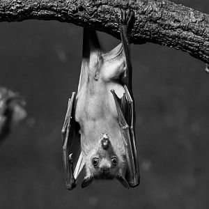 Egyptian Fruit Bat / Cotswold Wildlife Park / 5-4-23