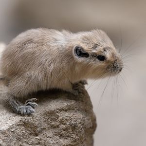 Gundi / Cotswold Wildlife Park / 5-4-23