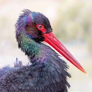 Black Stork / Cotswold Wildlife Park / 5-4-23